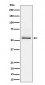 Phospho-Tau (S404) Antibody
